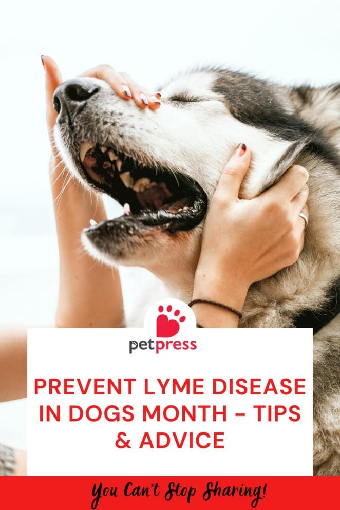 Lyme Disease in Dogs Month