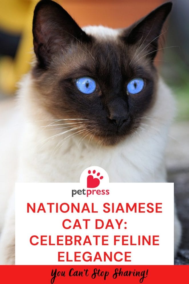 National Siamese Cat Day: Celebrate Feline Elegance - PetPress
