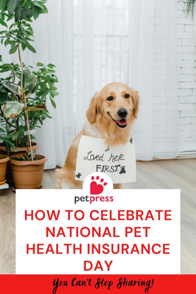National Pet Health Insurance Day