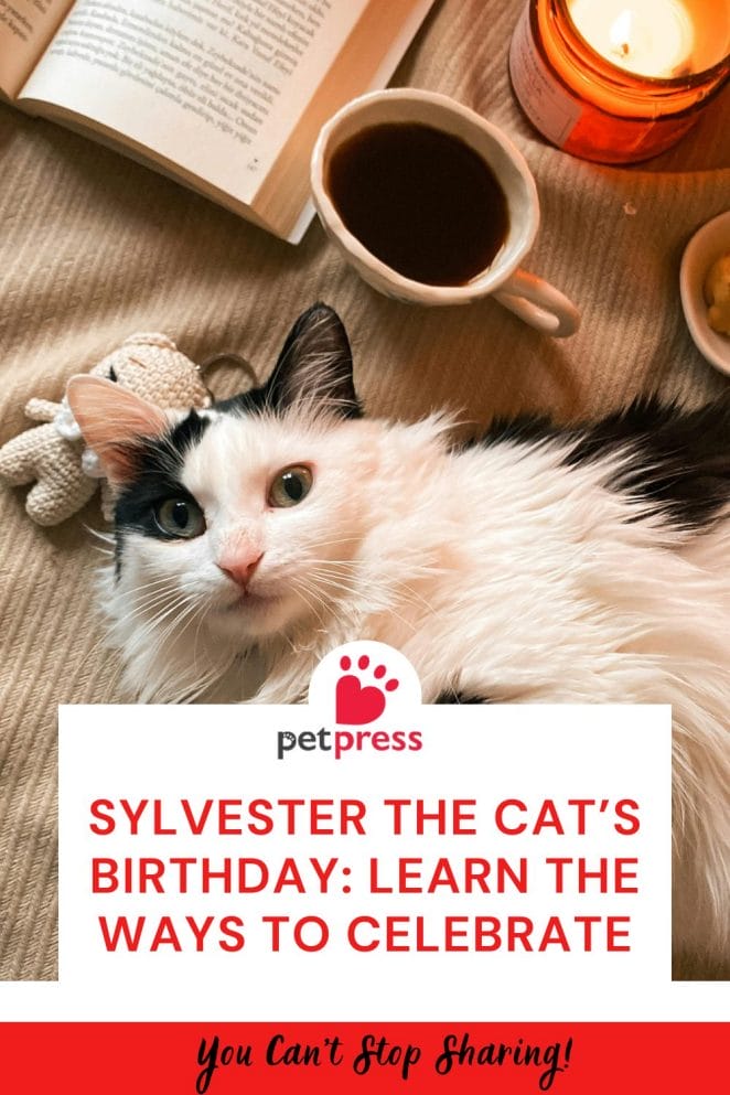 Sylvester the Cat’s Birthday