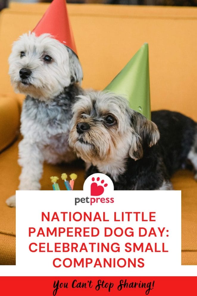 National Little Pampered Dog Day