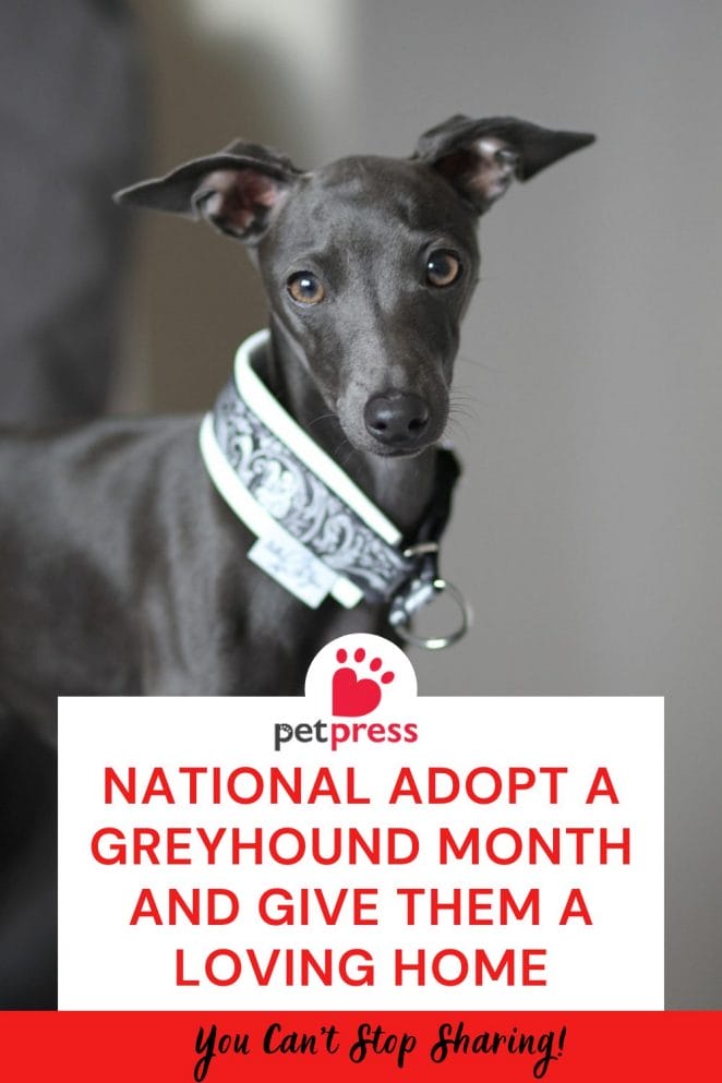 National Adopt a Greyhound Month