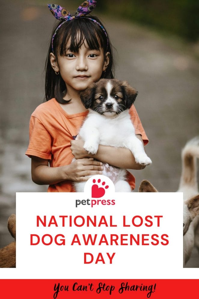 National Lost Dog Awareness Day