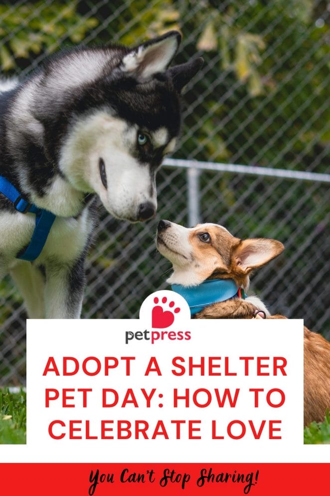 Adopt a Shelter Pet Day