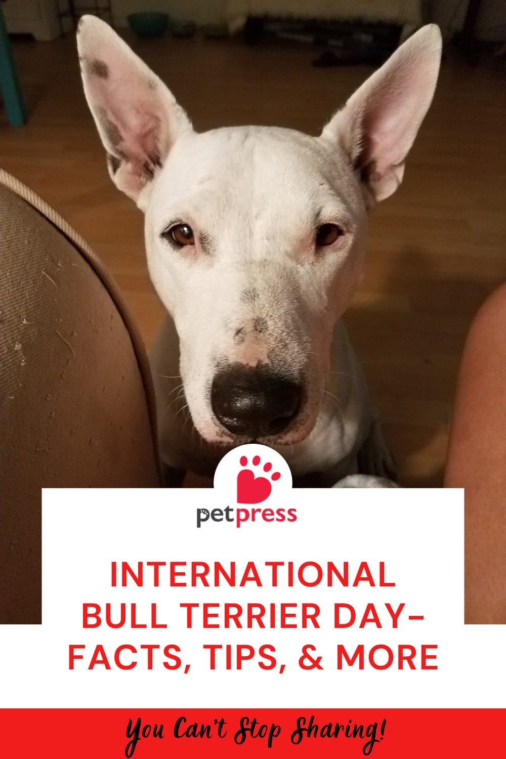 International Bull Terrier Day