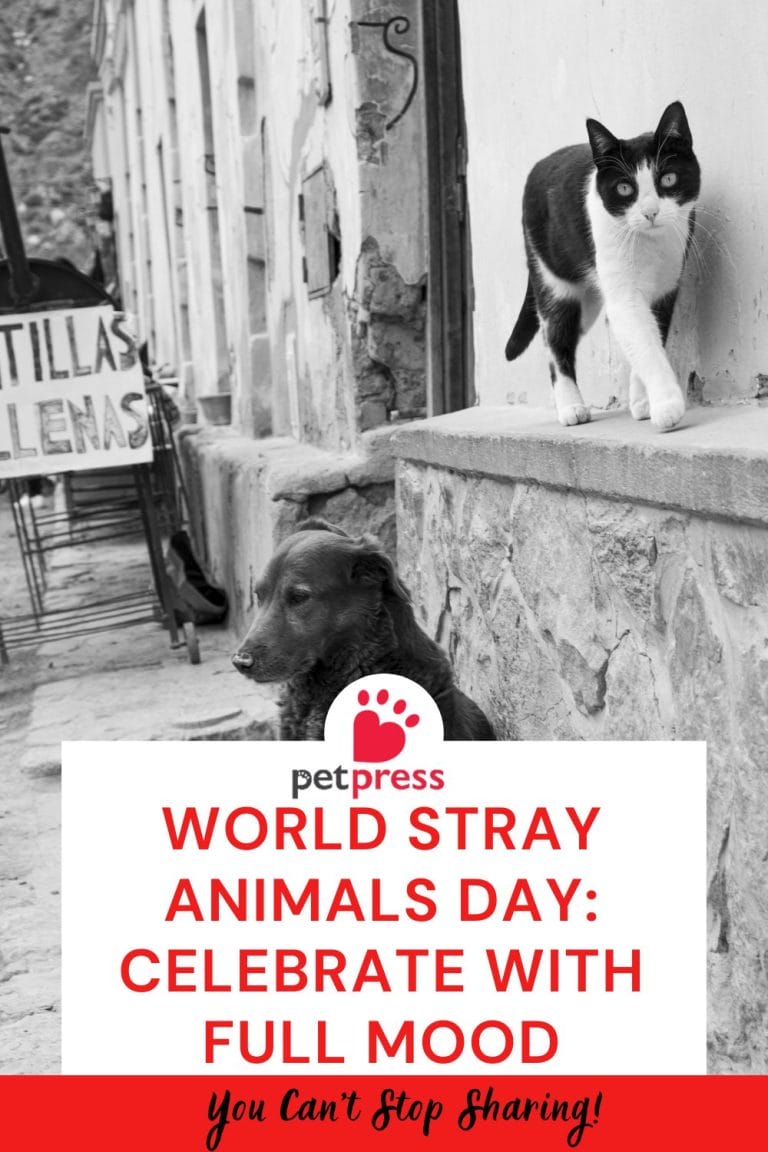 World Stray Animals Day Celebrate with Full Mood PetPress