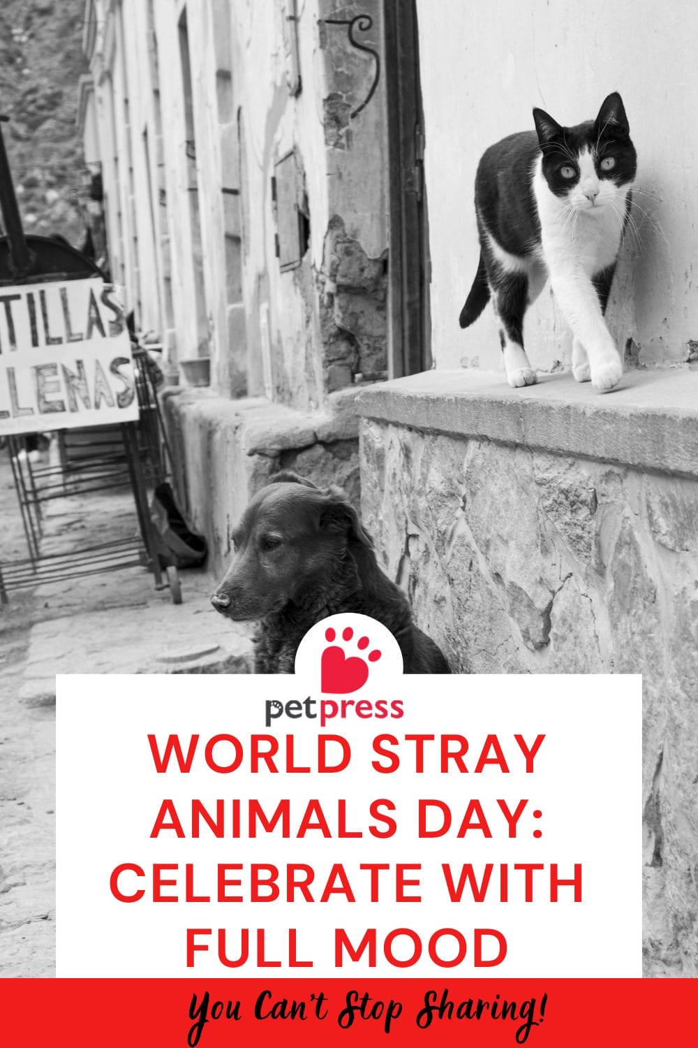 World Stray Animals Day Celebrate with Full Mood PetPress