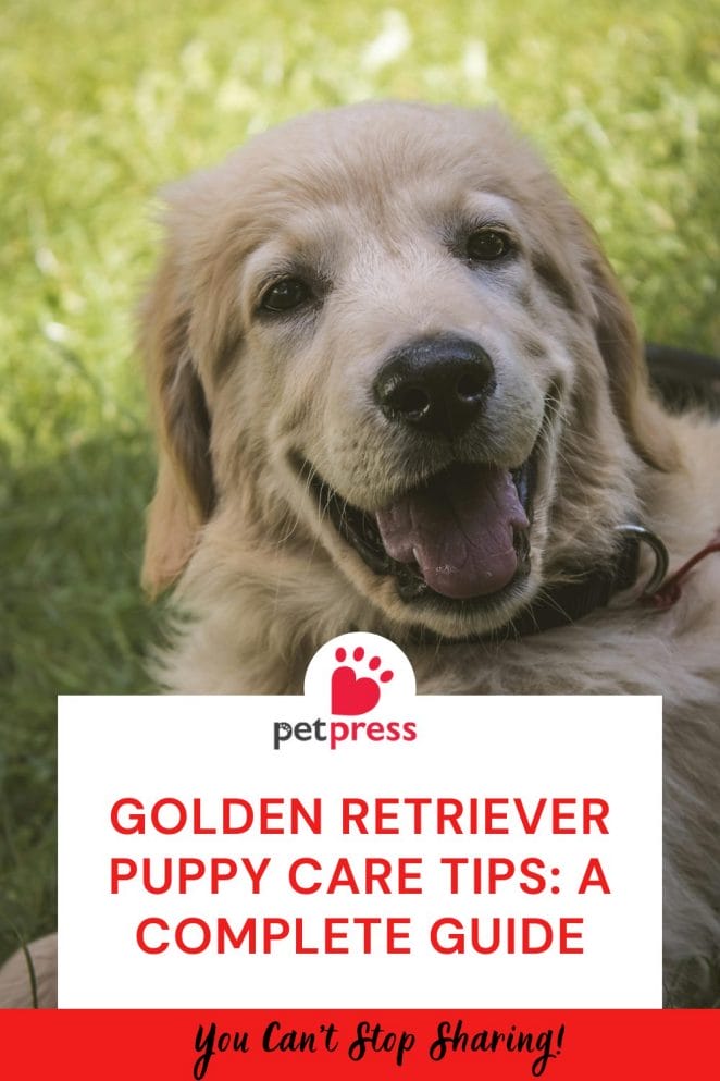 Golden Retriever Puppy Care Tips