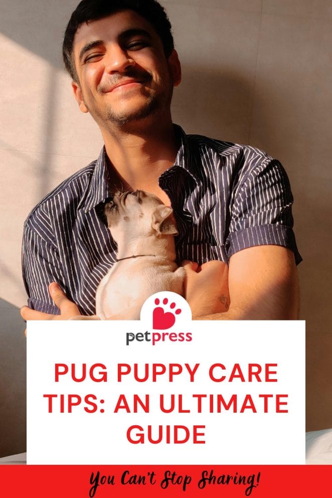 Pug Puppy Care Tips