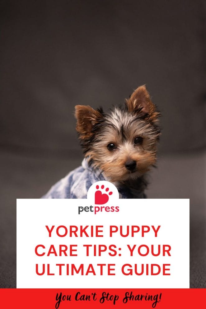 Yorkie Puppy Care Tips