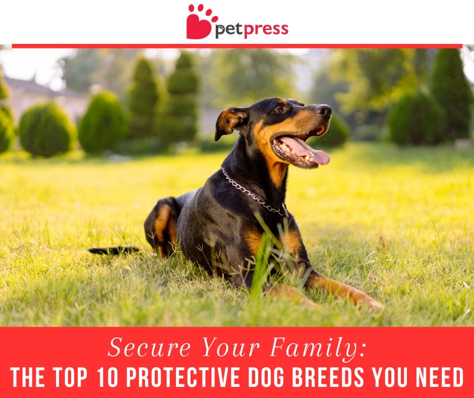 Secure Your Family The Top 10 Protective Dog Breeds You Need PetPress