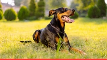 Protective Dog Breeds