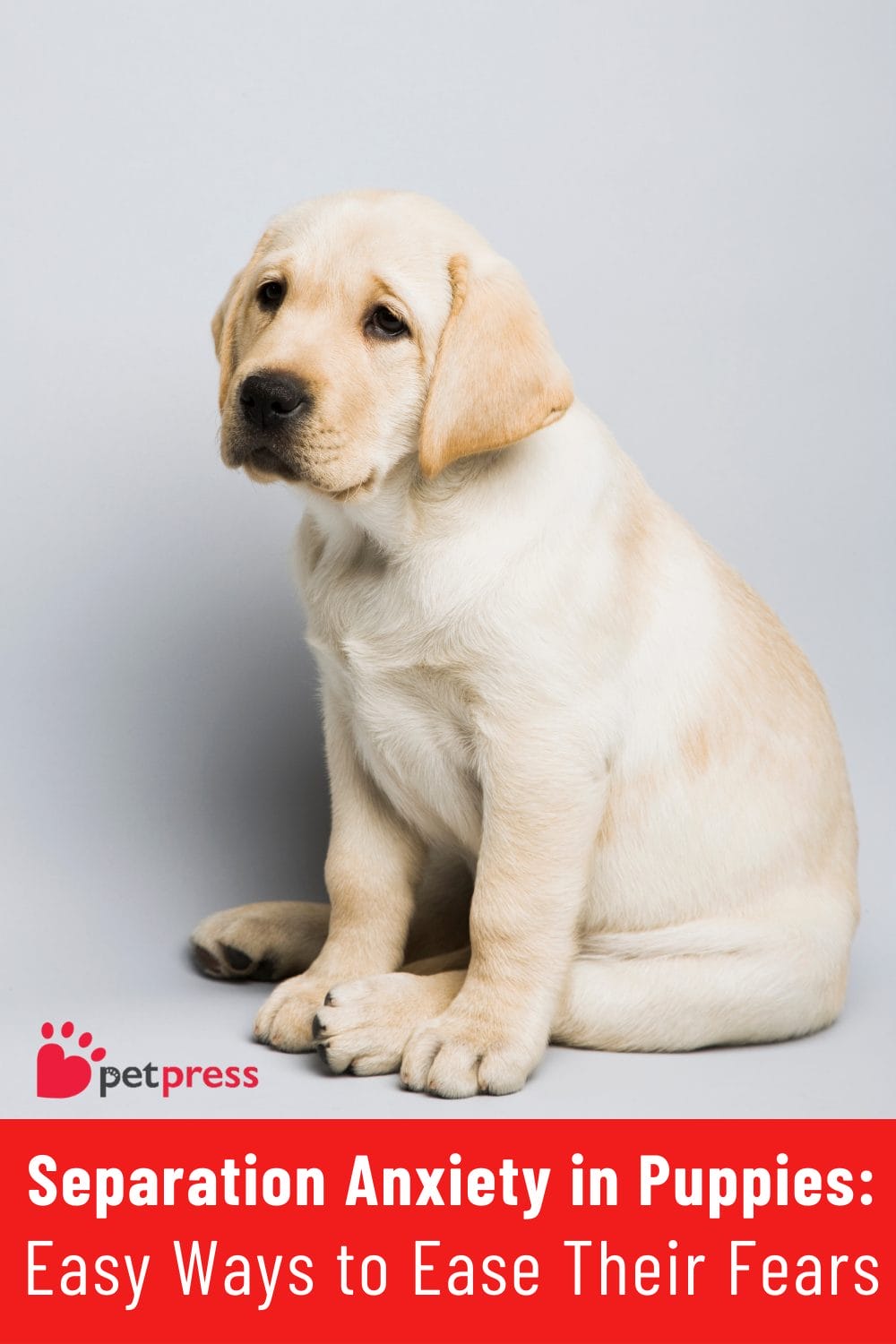 Separation Anxiety in Puppies