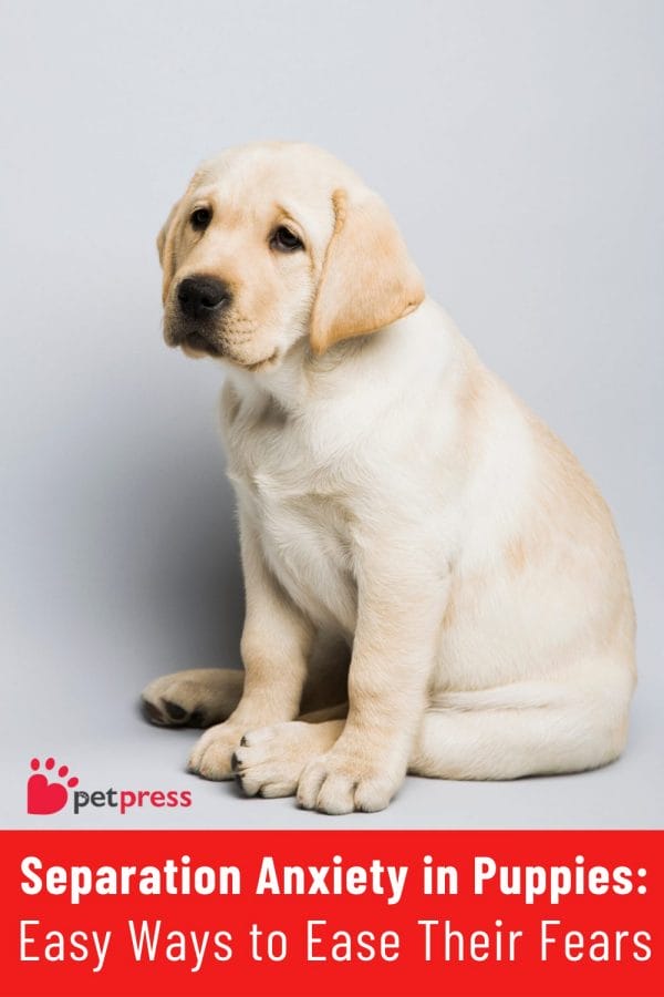 Separation Anxiety in Puppies Easy Ways to Ease Their Fears PetPress