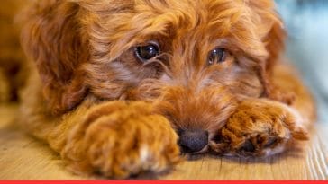 Separation Anxiety in Puppies