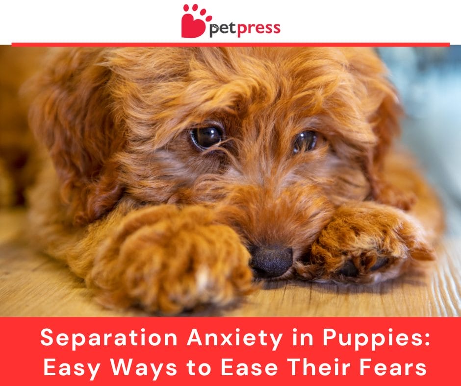 Separation Anxiety in Puppies: Easy Ways to Ease Their Fears - PetPress