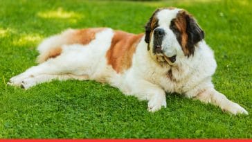 Top Picks Health Supplements for Large Dogs
