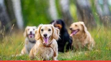 Training Small Dog Breeds