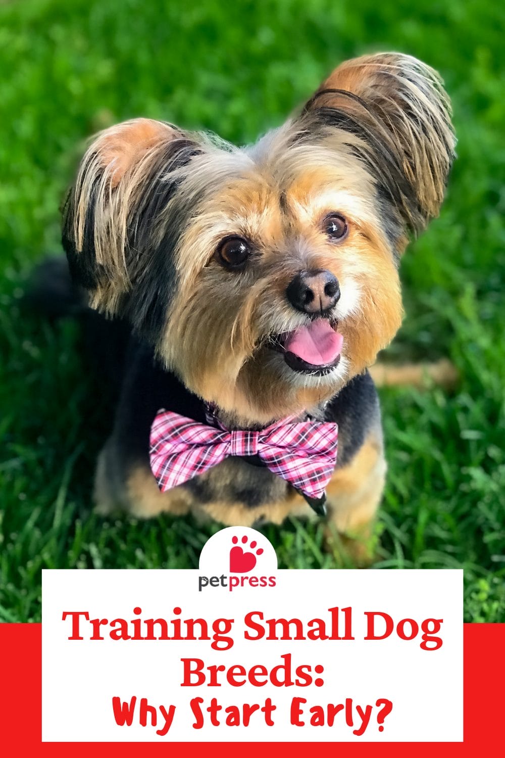 Training Small Dog Breeds