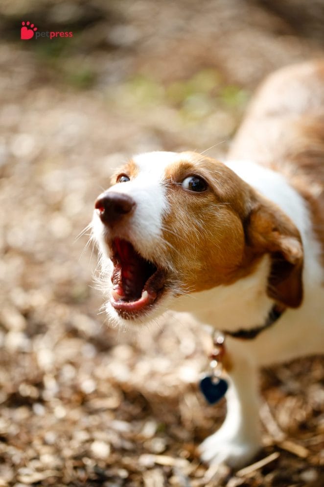 Training Tips for Excessive Barking in Dogs