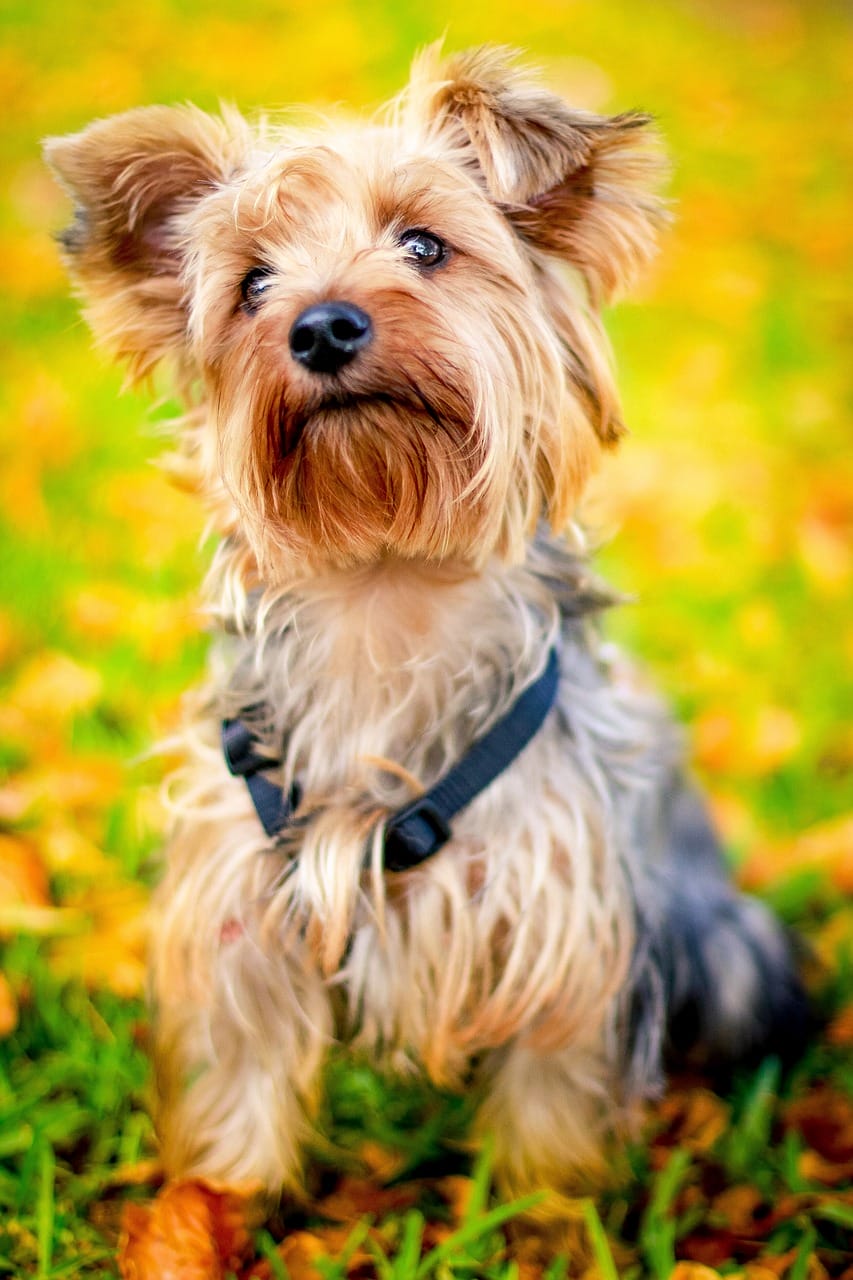 Yorkie Puppy Care Tips