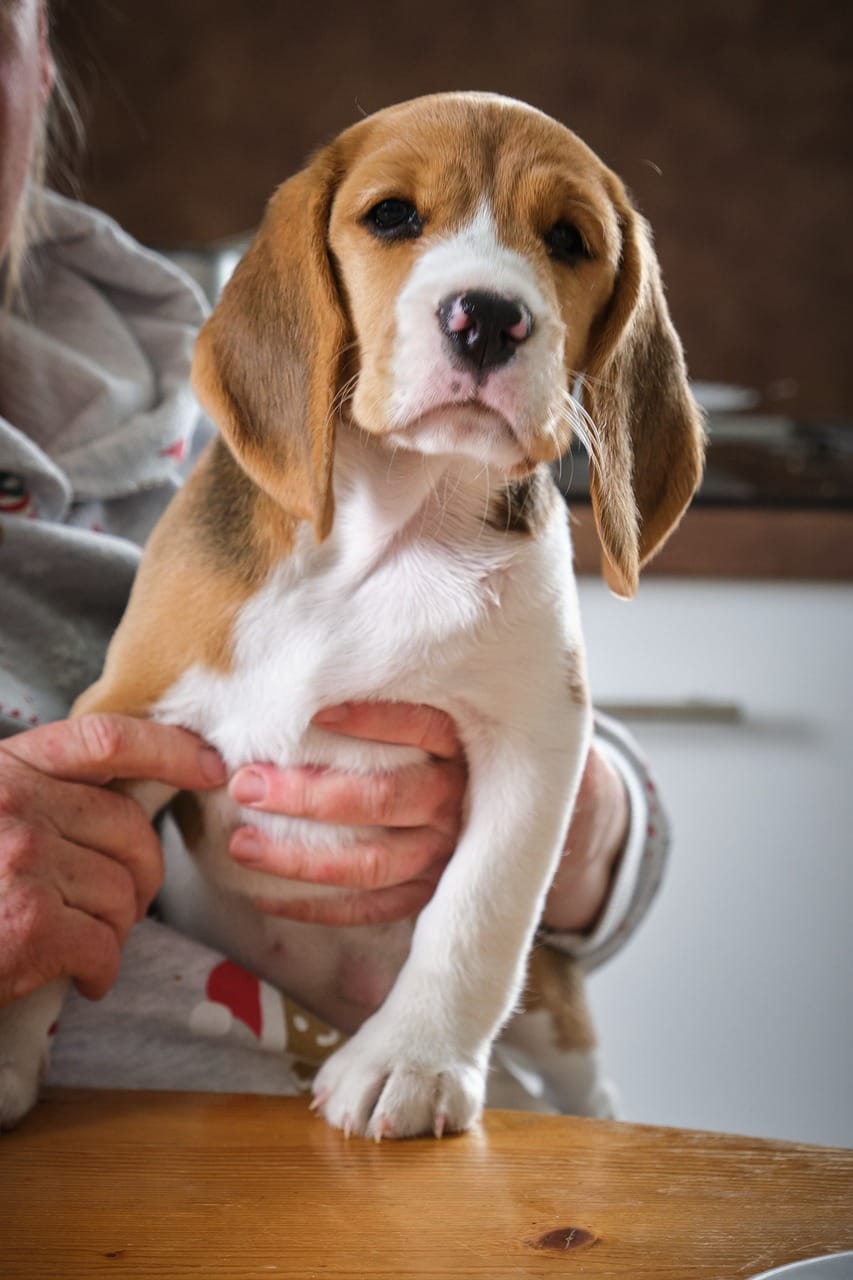 Beagle Bliss Celebrating National Beagle Day PetPress