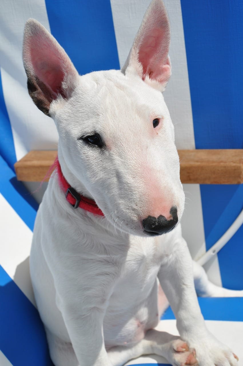 International Bull Terrier Day