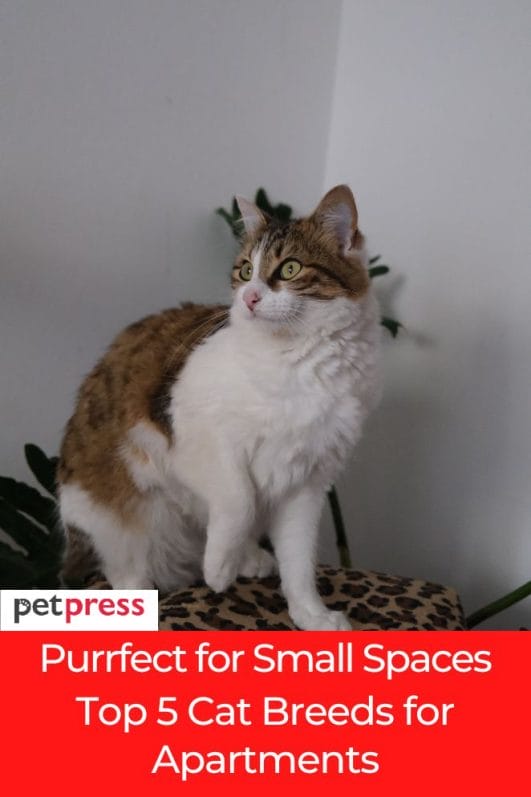 Purrfect For Small Spaces: Top 5 Cat Breeds For Apartments