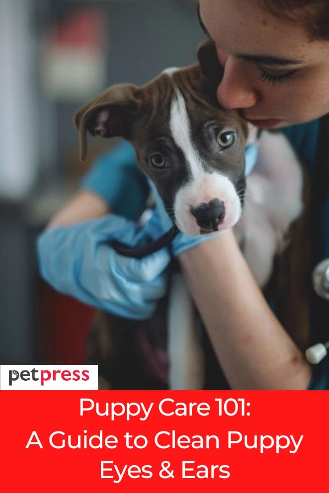 Puppy Care 101 A Guide to Clean Puppy Eyes And Ears