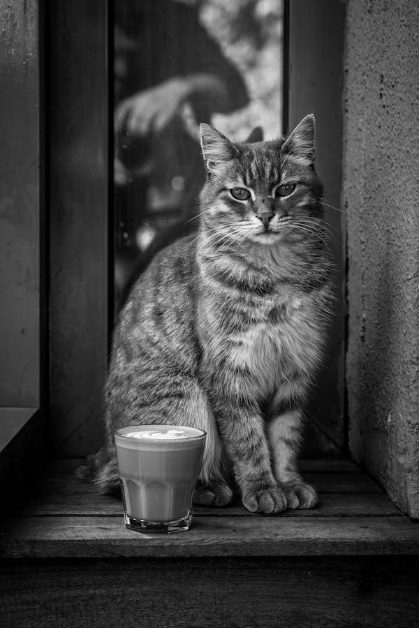 dehydration-in-cat
