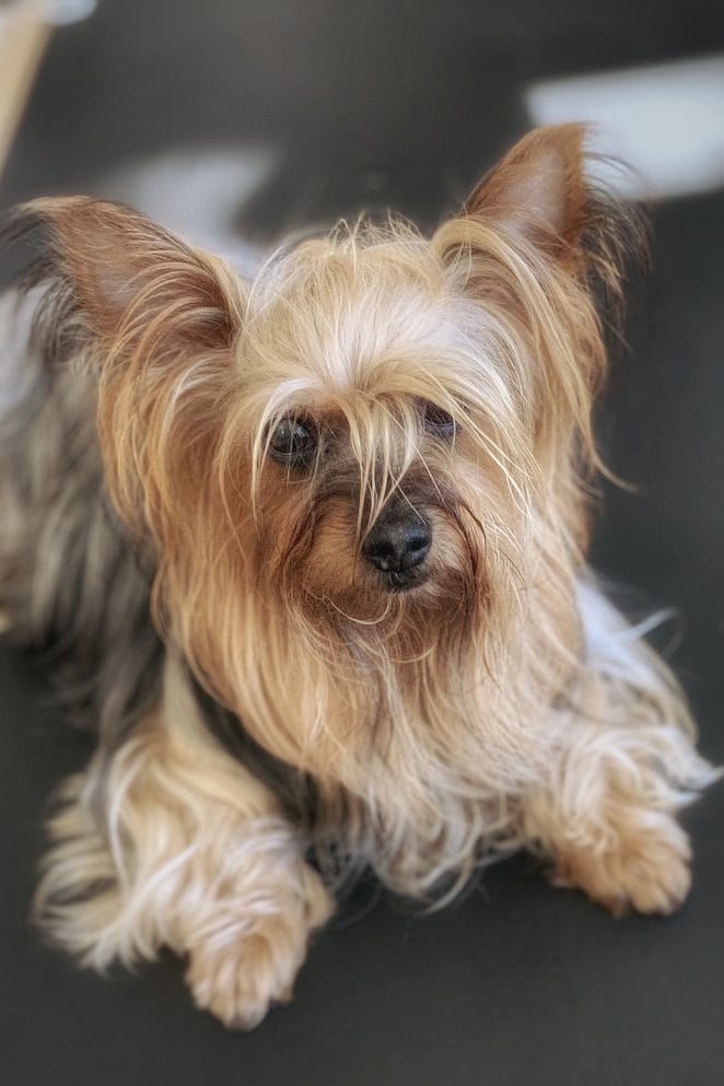 Yorkie Puppy Care Tips