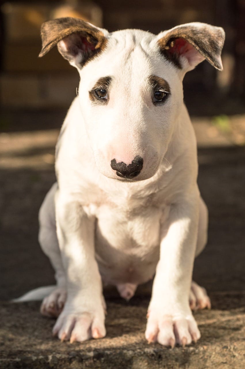 International Bull Terrier Day
