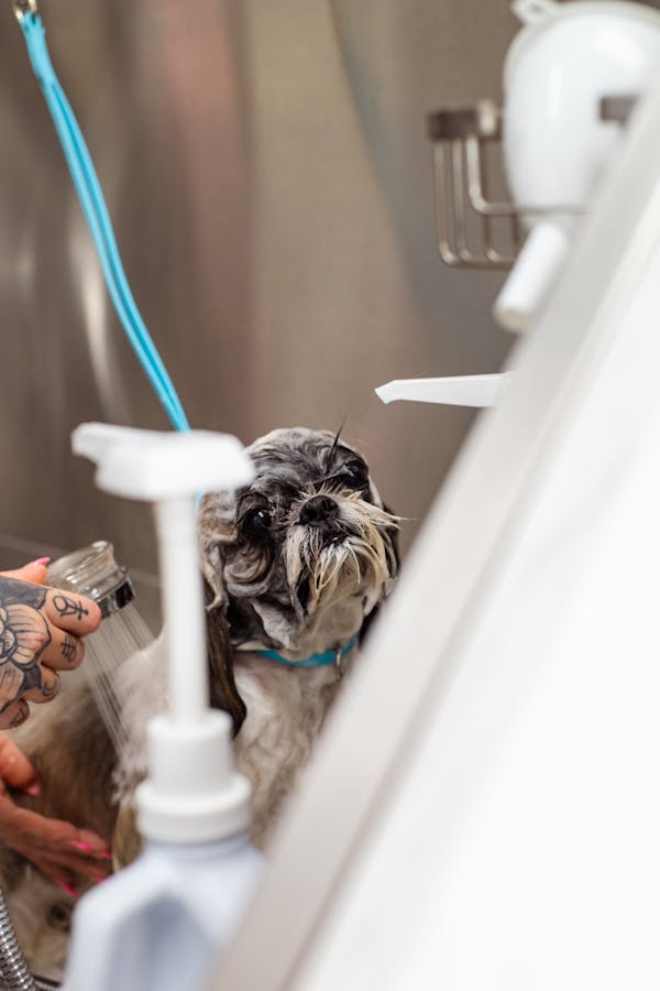 dog bathing-tips-for-different-coat-types