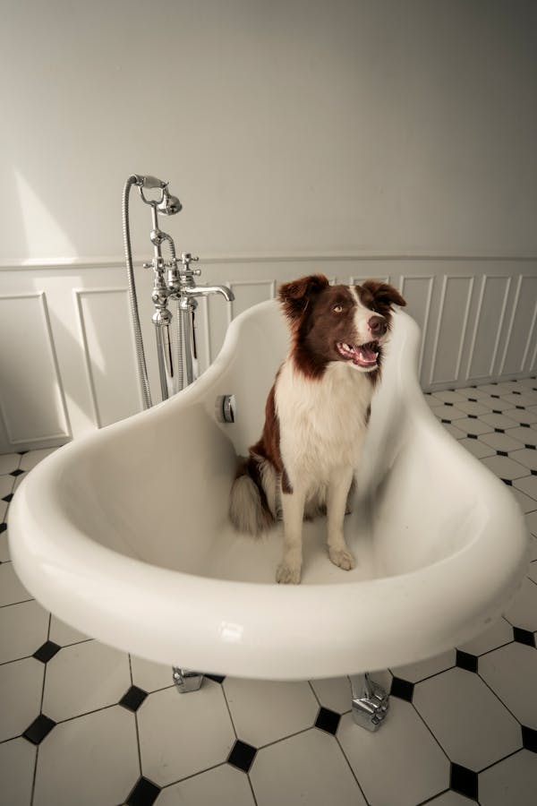 dog bathing-tips-for-different-coat-types