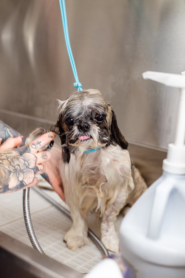 dog bathing-tips-for-different-coat-types