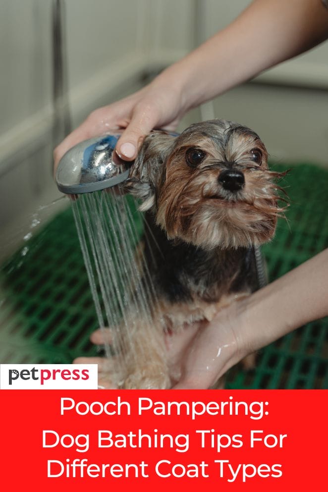 dog bathing tips for different coat types