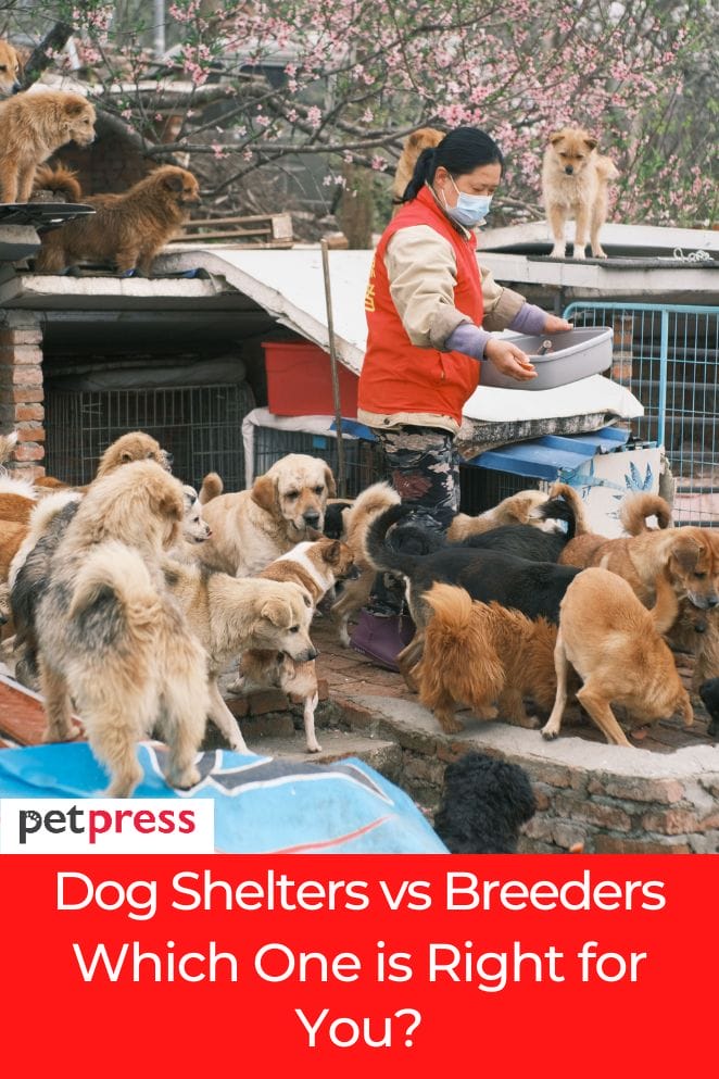 dog shelters vs breeders