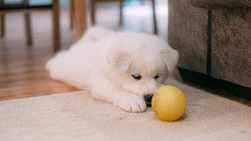 how-to-establish-a-puppy-routine