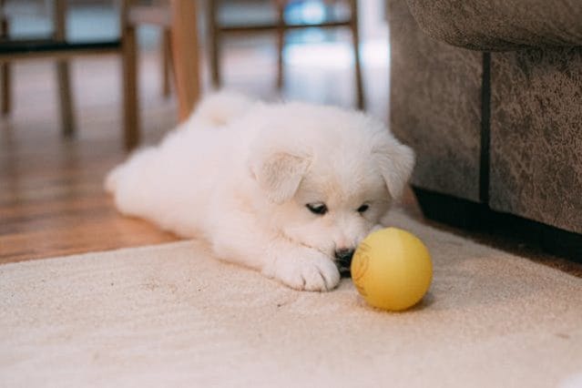 how-to-establish-a-puppy-routine