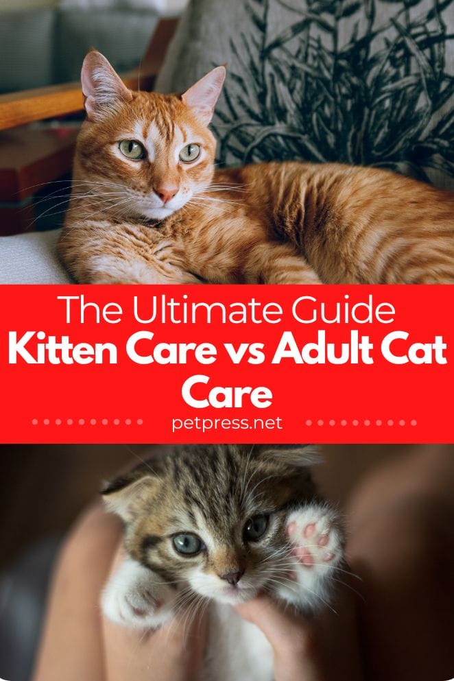 kitten vs adult cat care needs
