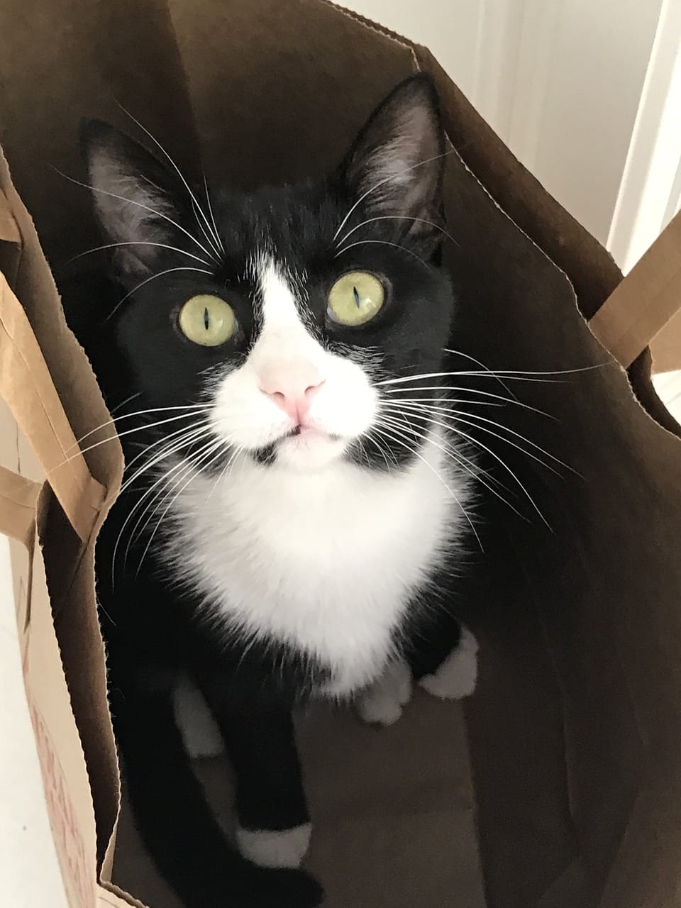 Sylvester the Cat’s Birthday