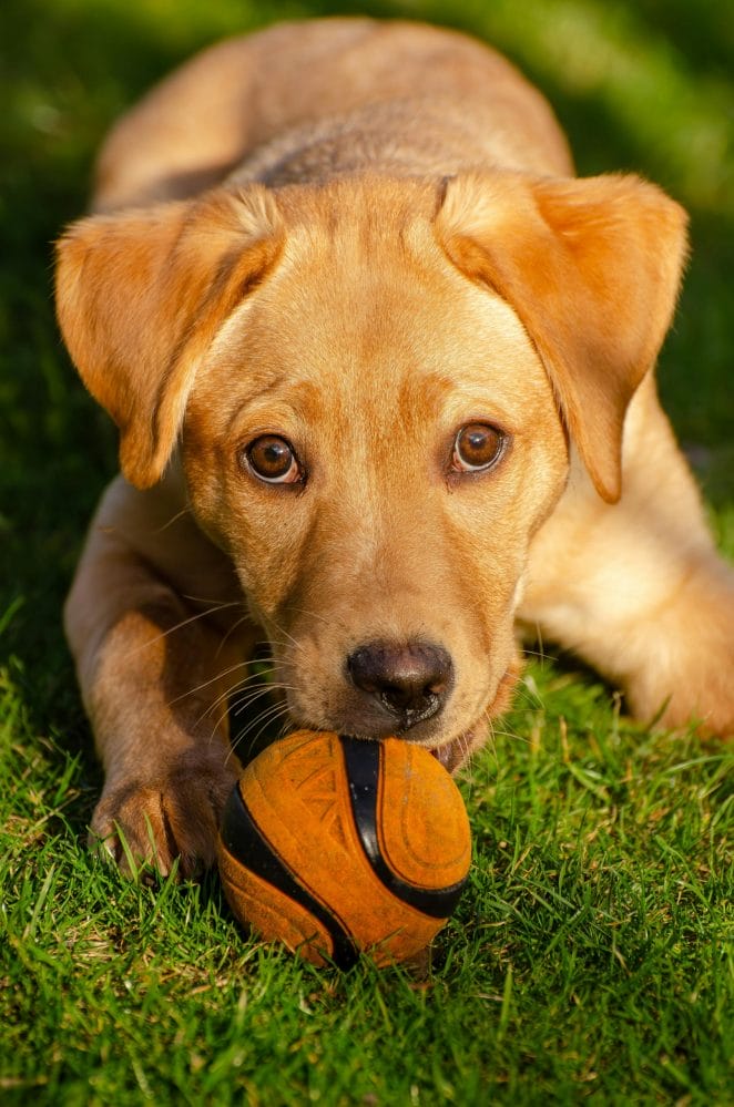 Labrador Retriever Puppy Care Tips