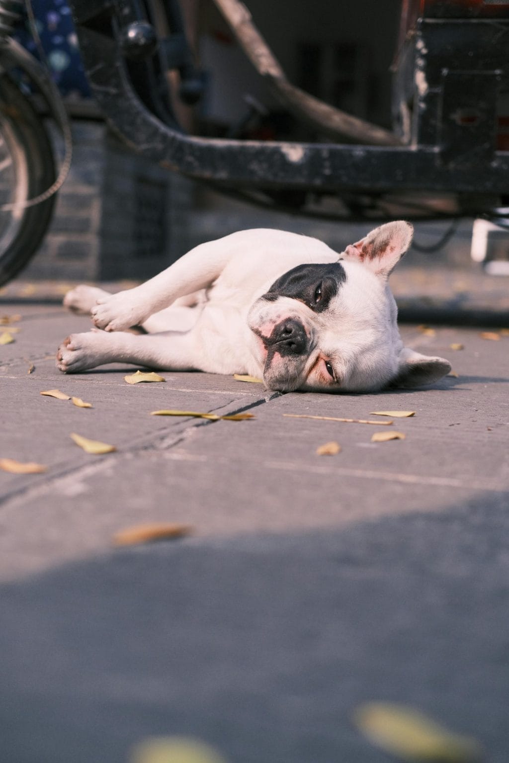 French Bulldog Puppy Care Tips for New Owners - PetPress