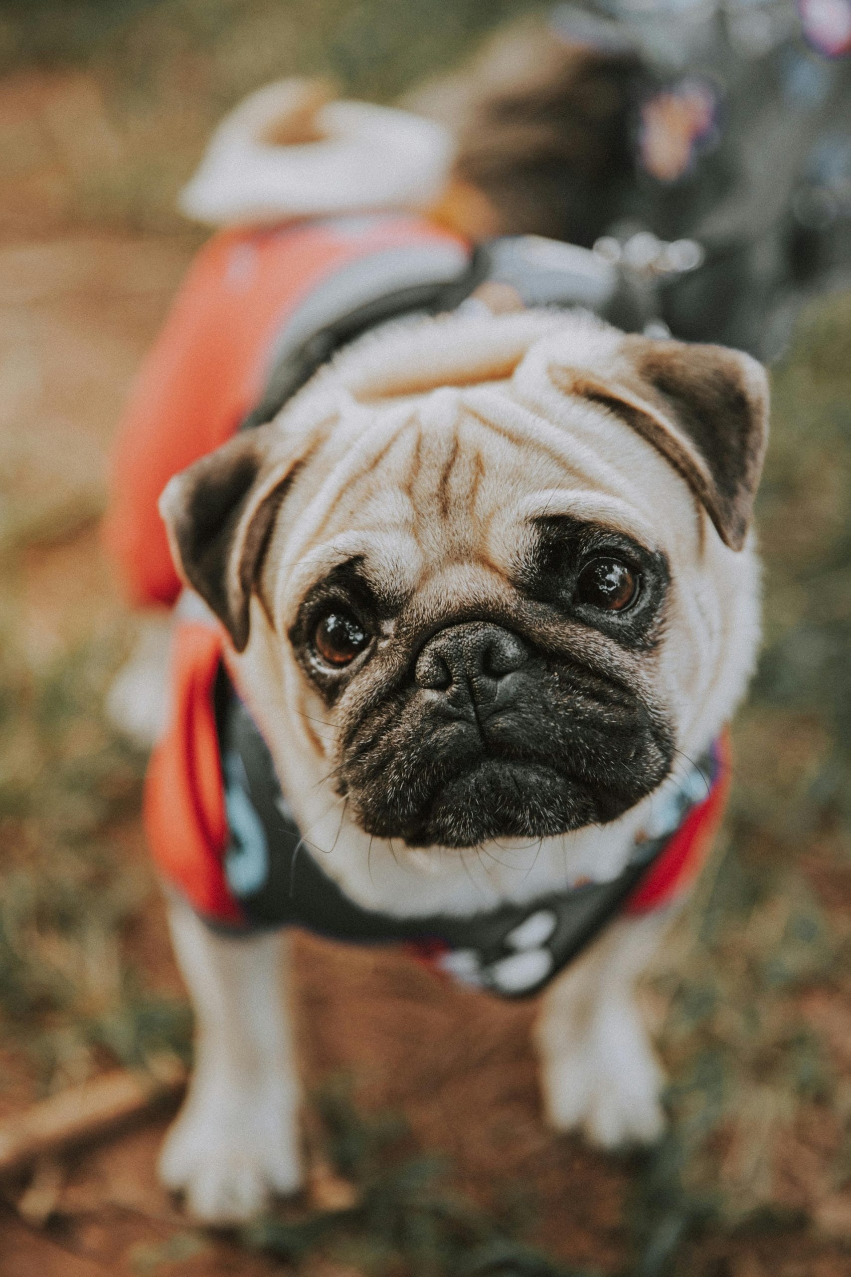 Pug Puppy Care Tips