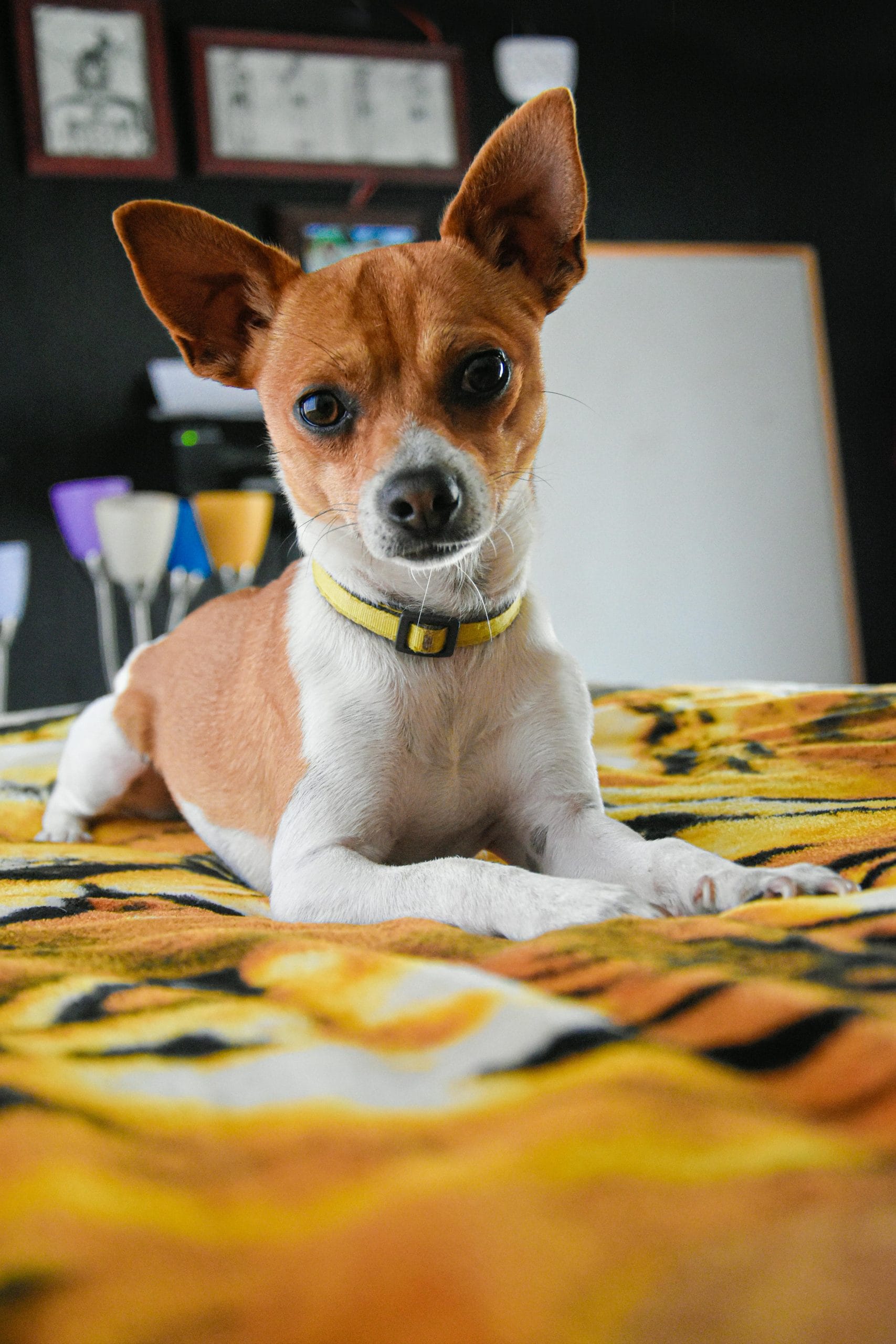 National Little Pampered Dog Day