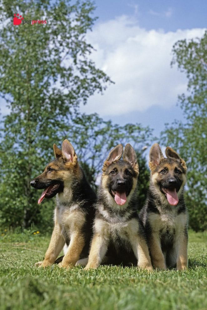 protective dog breed german shepherd