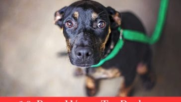 Best Ways To Reduce Stress in Shelter Dogs