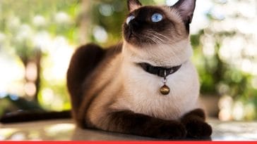 10 Most Beautiful Cat Breeds With Unique Coat Patterns and Colors