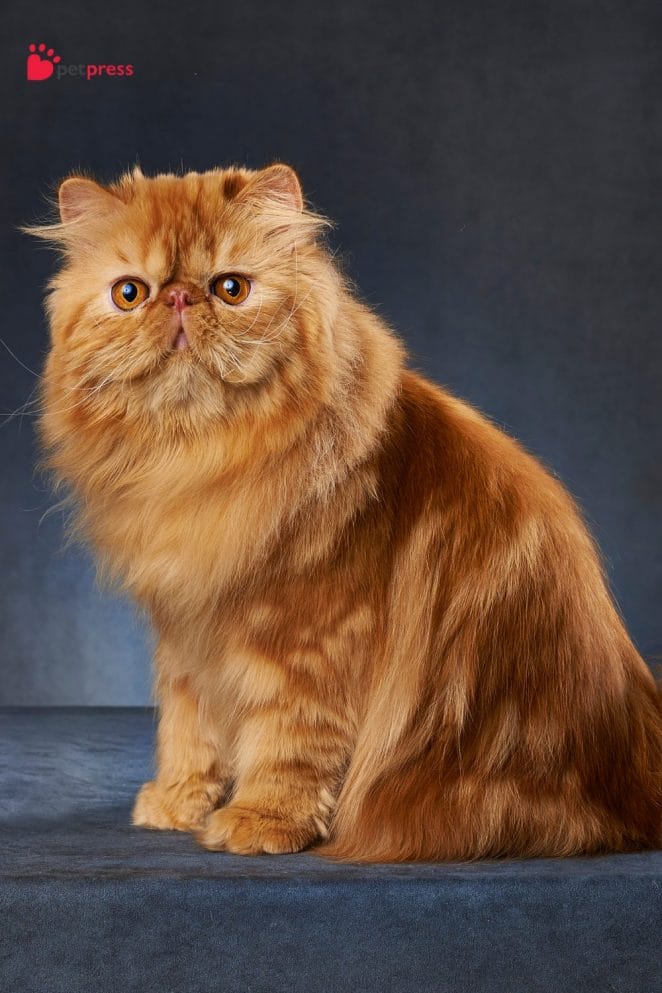 10 Most Social Cat Breeds for Multi-Pet Households persian