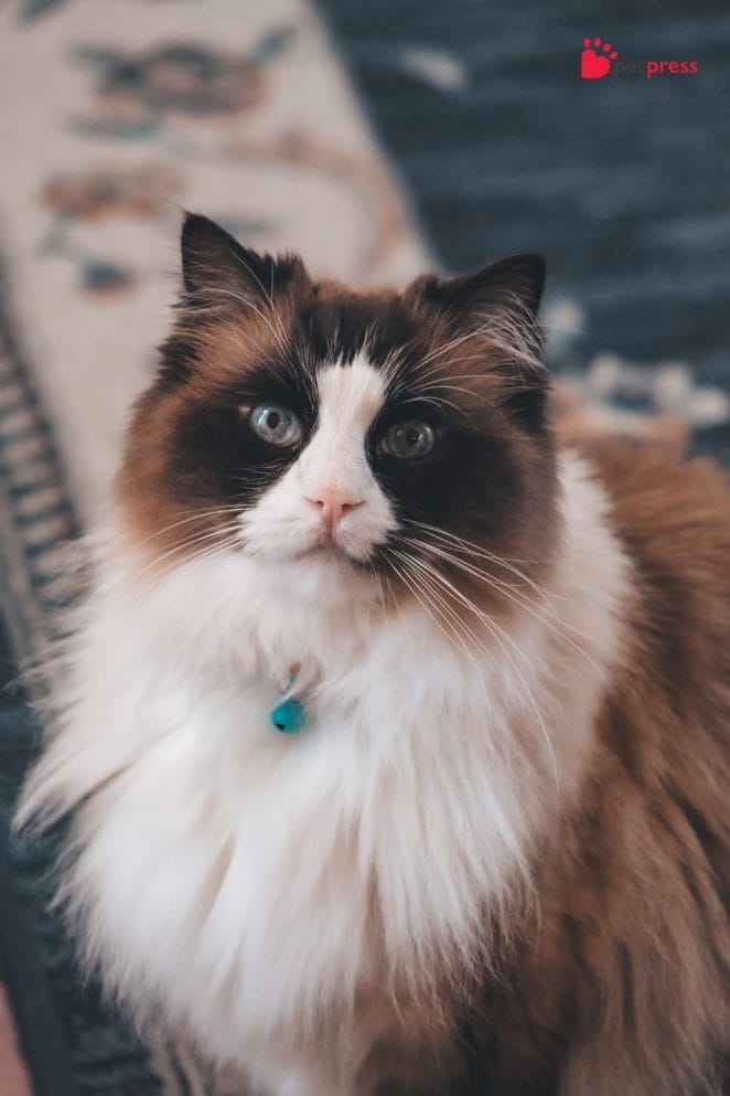 10 Most Social Cat Breeds for Multi-Pet Households ragdoll